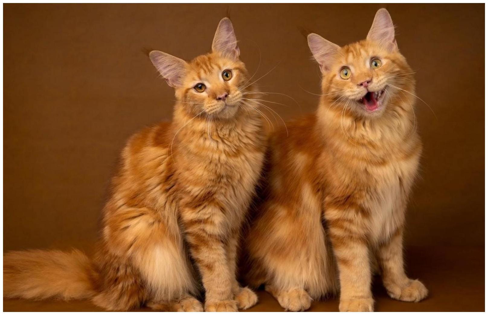 Adorable Kittens Fall Asleep Synchronously: 7 Heartwarming Moments Every Cat Lover Will Love