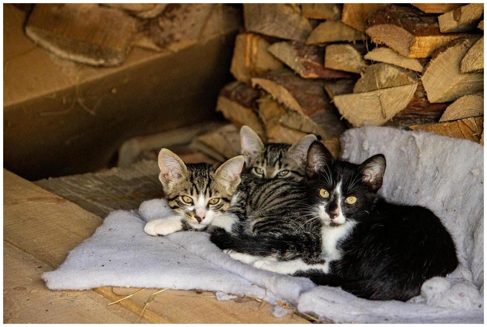 Woman Finally Befriends Stray Cat—Microchip Reveals What Previous Owner did - Newsweek