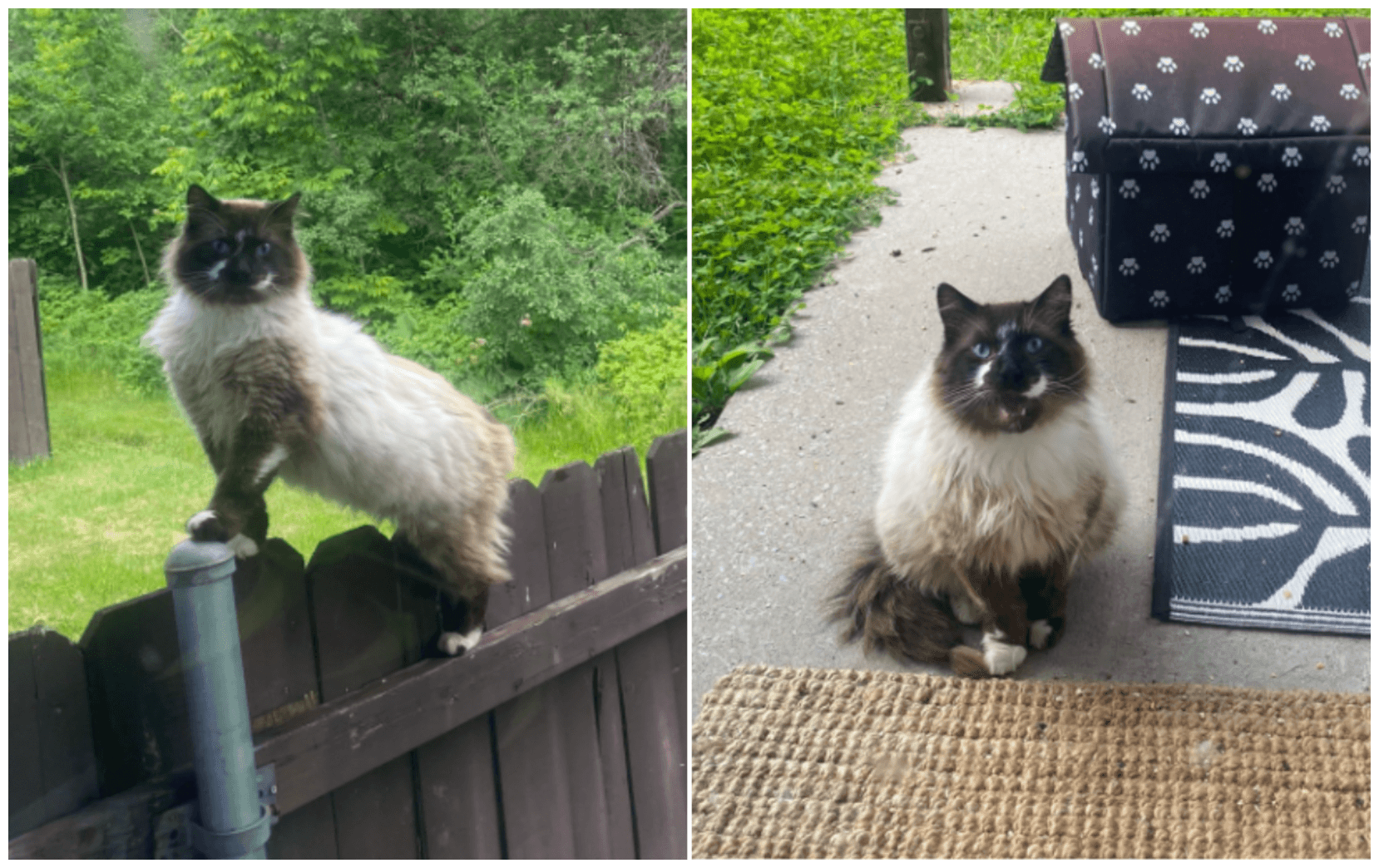 Amazing: 5 Steps to Befriend Stray Cat Microchip & Uncover a Hidden Past