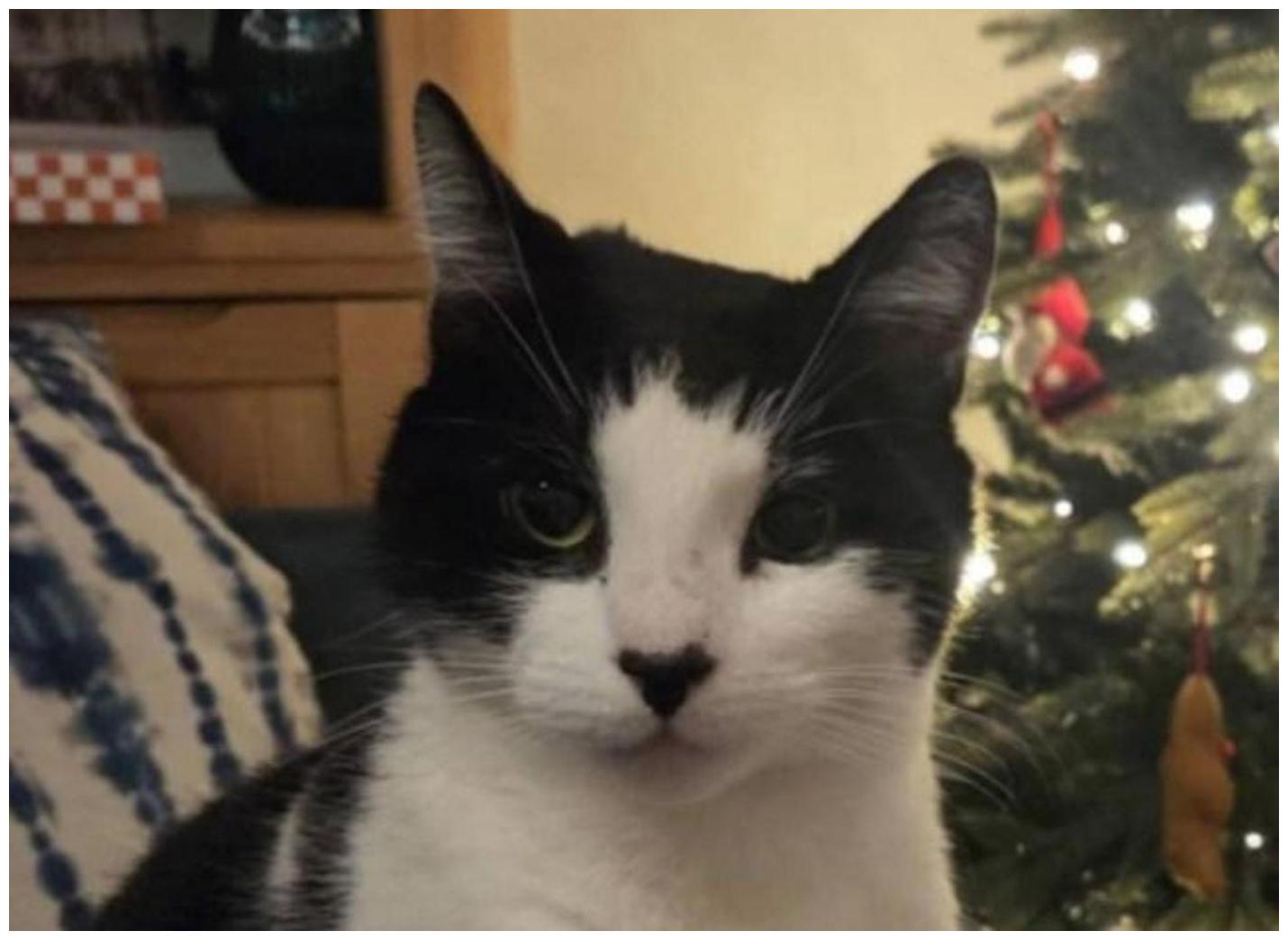Beloved Metro cat missing after being snatched by woman at train station - Metro.co.uk