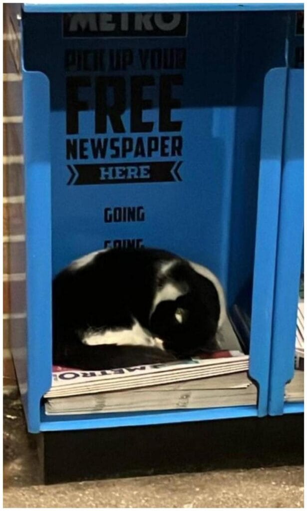 The Ultimate Guide to Finding Your Beloved Metro Cat Missing: 7 Proven Steps