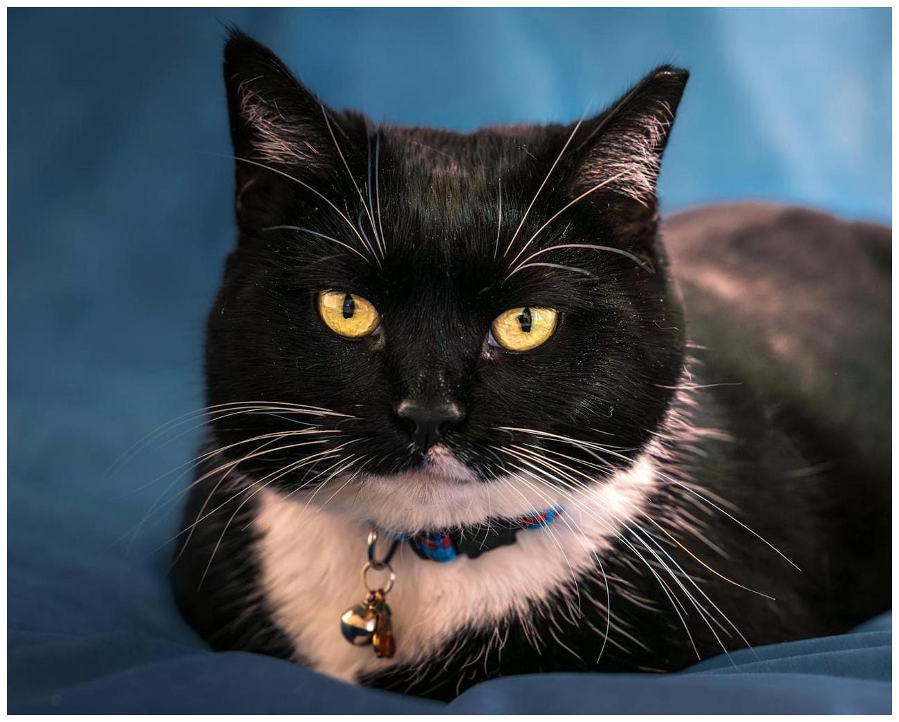 7 Shocking Black Cat Mistaken Identity Stories That Will Leave You in Hysterics