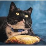 7 Shocking Black Cat Mistaken Identity Stories That Will Leave You in Hysterics