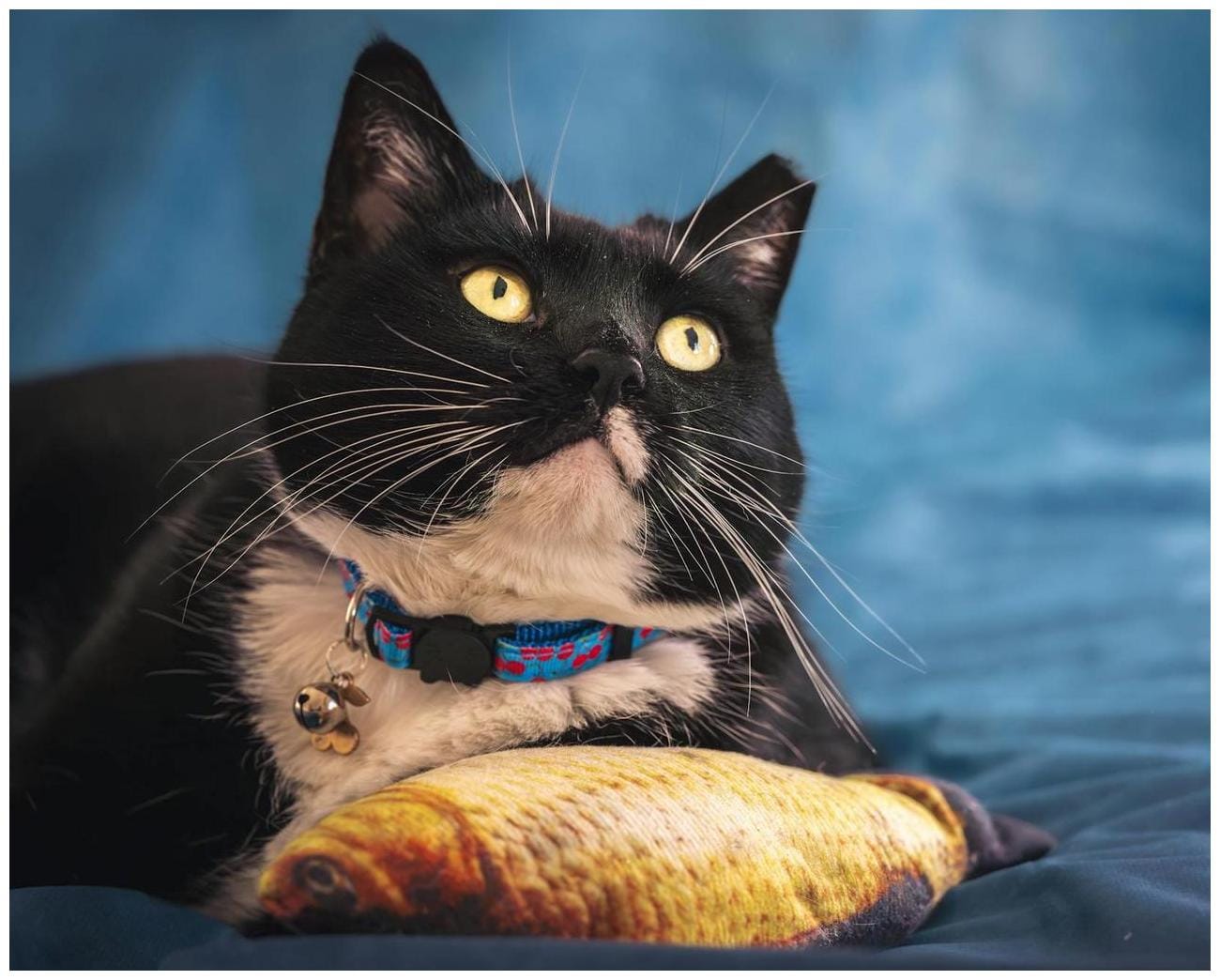 7 Shocking Black Cat Mistaken Identity Stories That Will Leave You in Hysterics