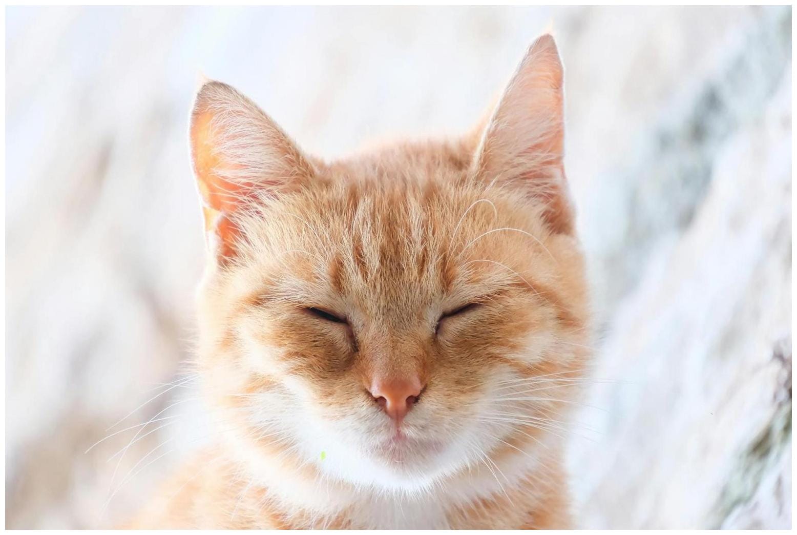 Cat Alone Duration: 7 Essential Tips for Happy Unsupervised Felines