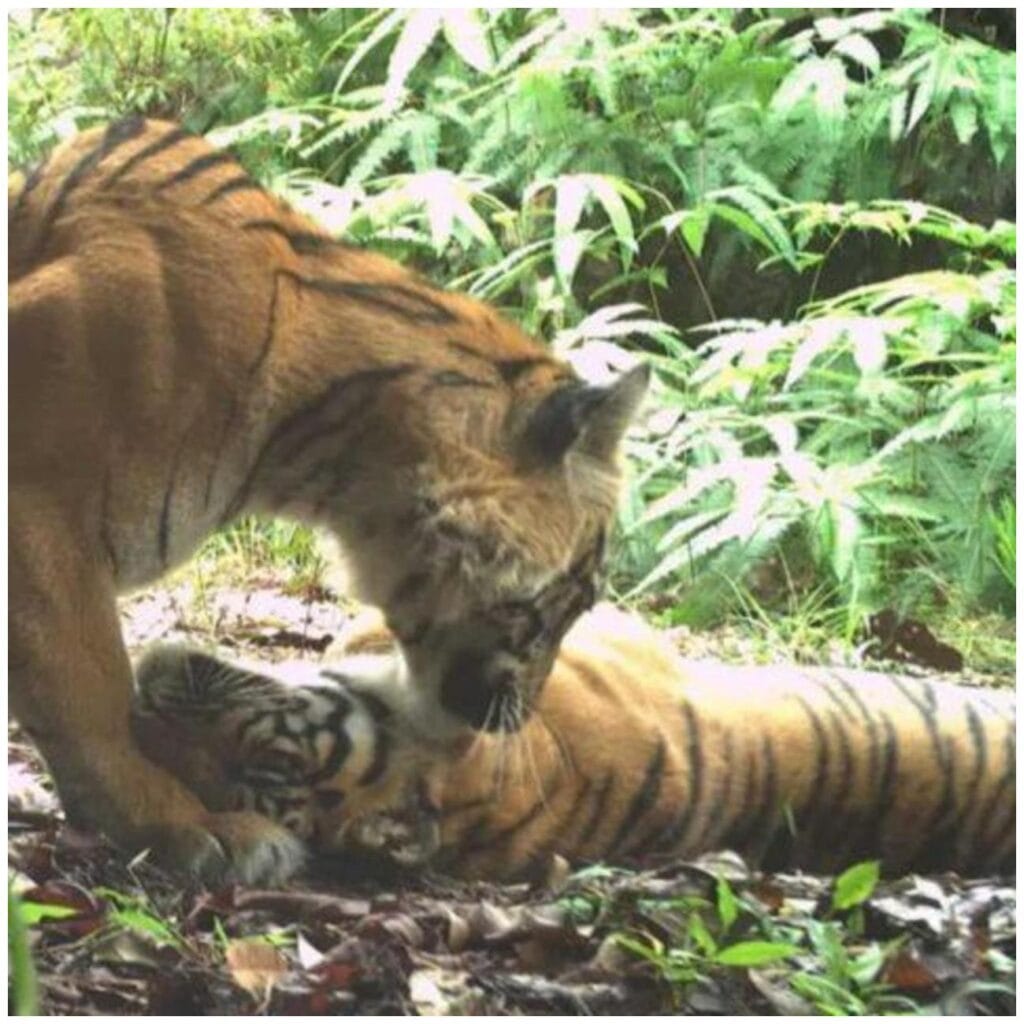 Cat Alone Duration: 7 Essential Tips for Happy Unsupervised Felines