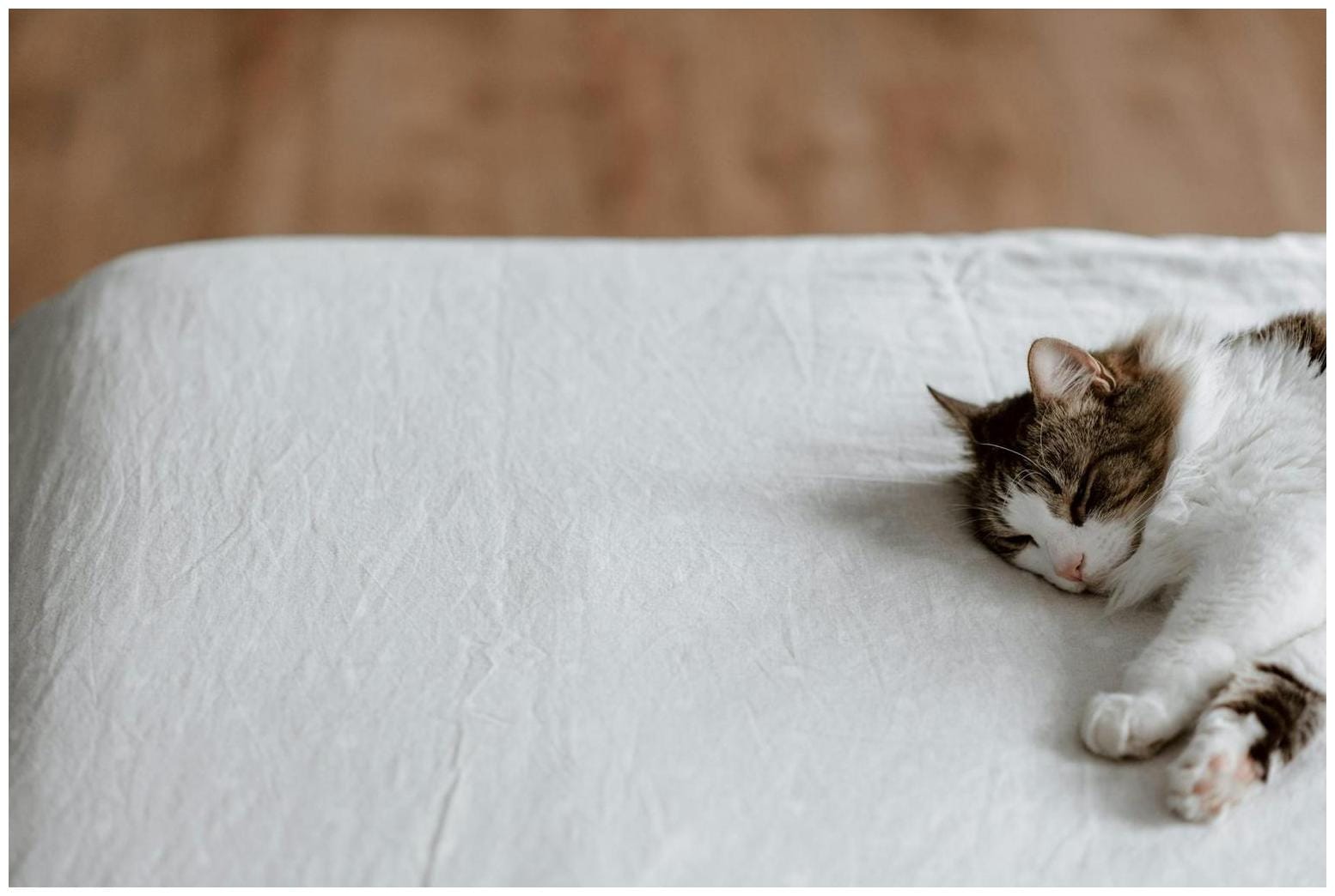 How long can a cat really be left alone? - Futura, Le média qui explore le monde