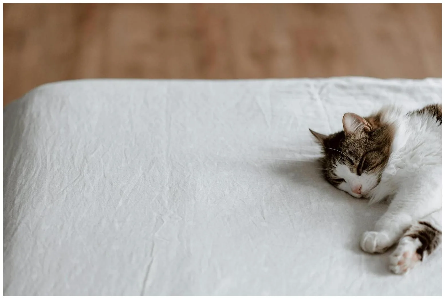 How long can a cat really be left alone? - Futura, Le média qui explore le monde