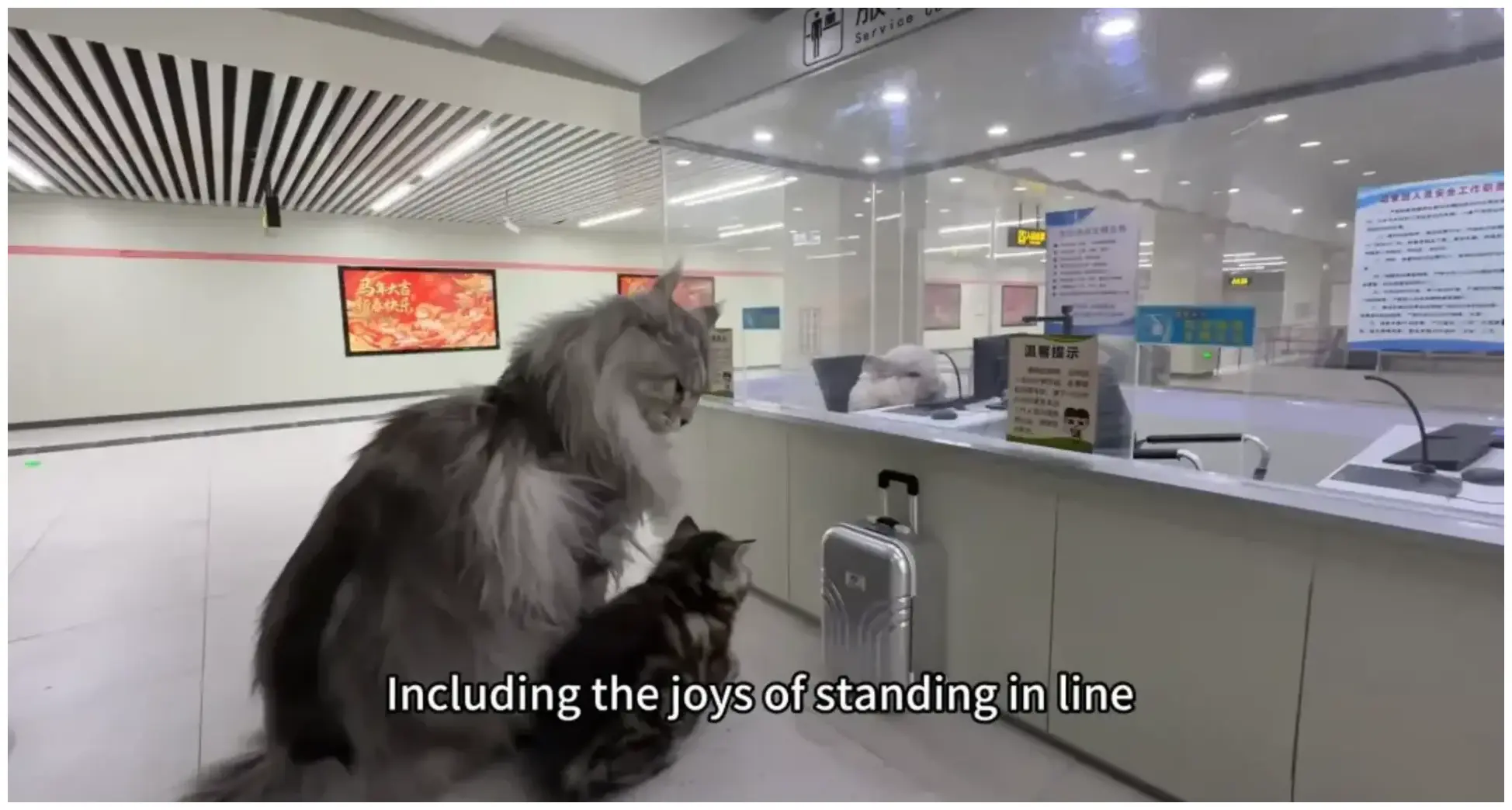 This YouTuber has built a full city for his cat featuring a working subway station to take the pet to school - supercarblondie.com