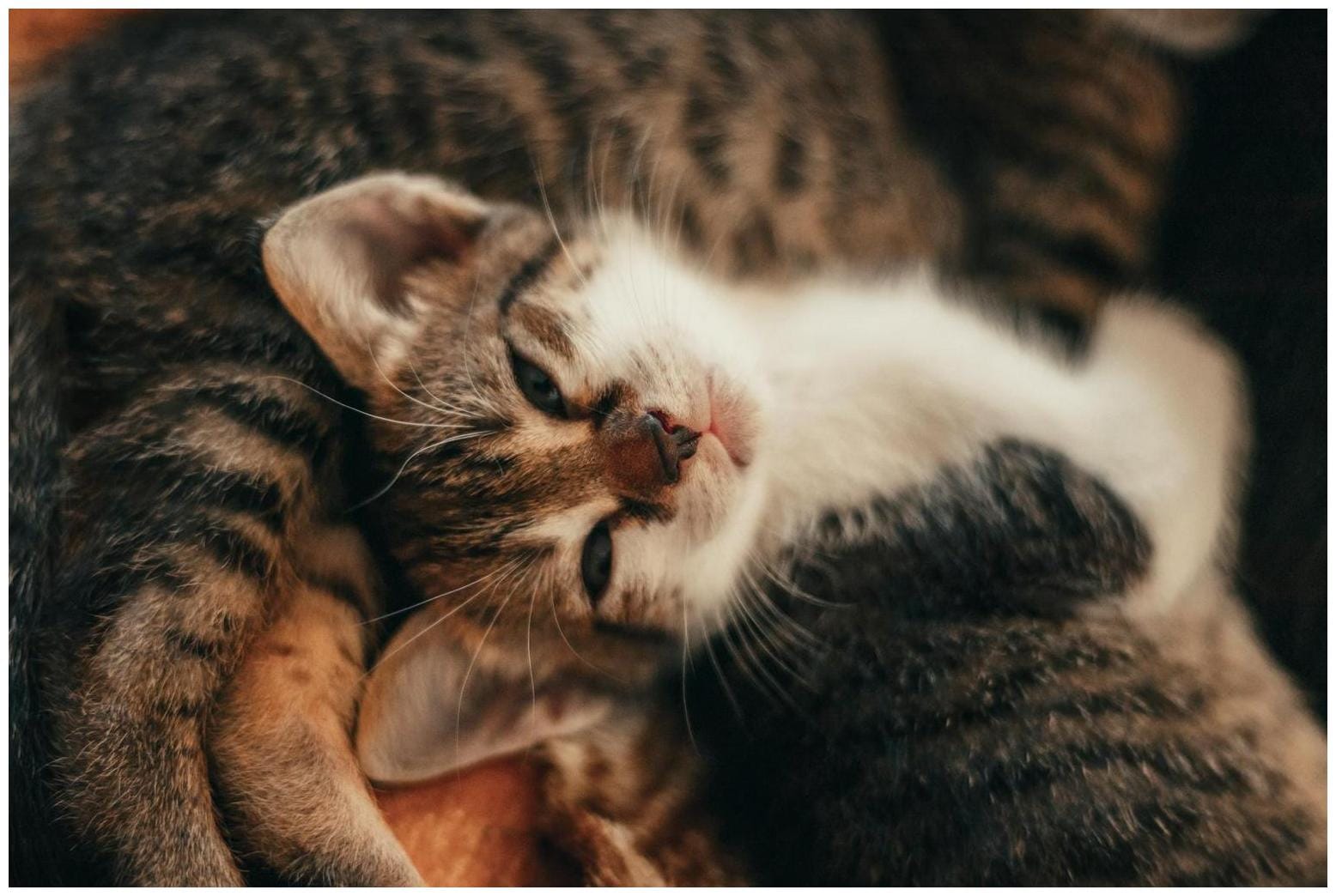 The Essential Guide to Decoding When Your Cat Calls Mom: 7 Proven Tips
