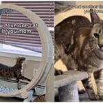 The Essential Guide to Decoding When Your Cat Calls Mom: 7 Proven Tips