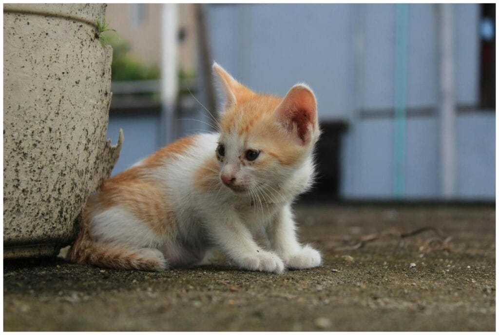 Urgent Cat Cruelty Incident: 7 Essential Steps for Protecting Your Beloved Feline