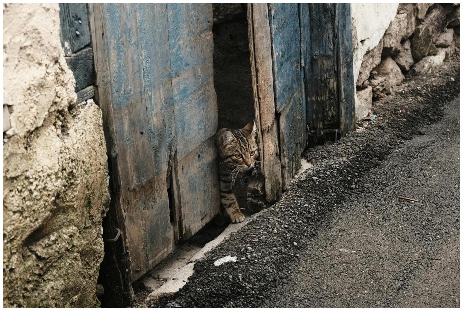 Essential Cat Day Off Guide: 7 Tips Every Modern Cat Parent Needs