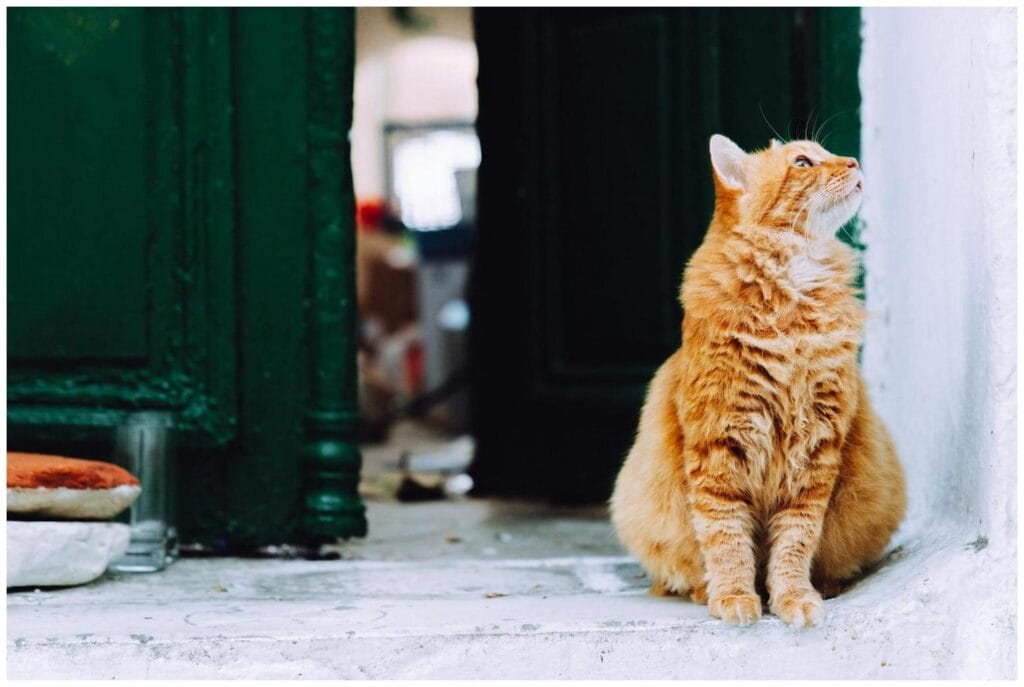 Essential Cat Day Off Guide: 7 Tips Every Modern Cat Parent Needs