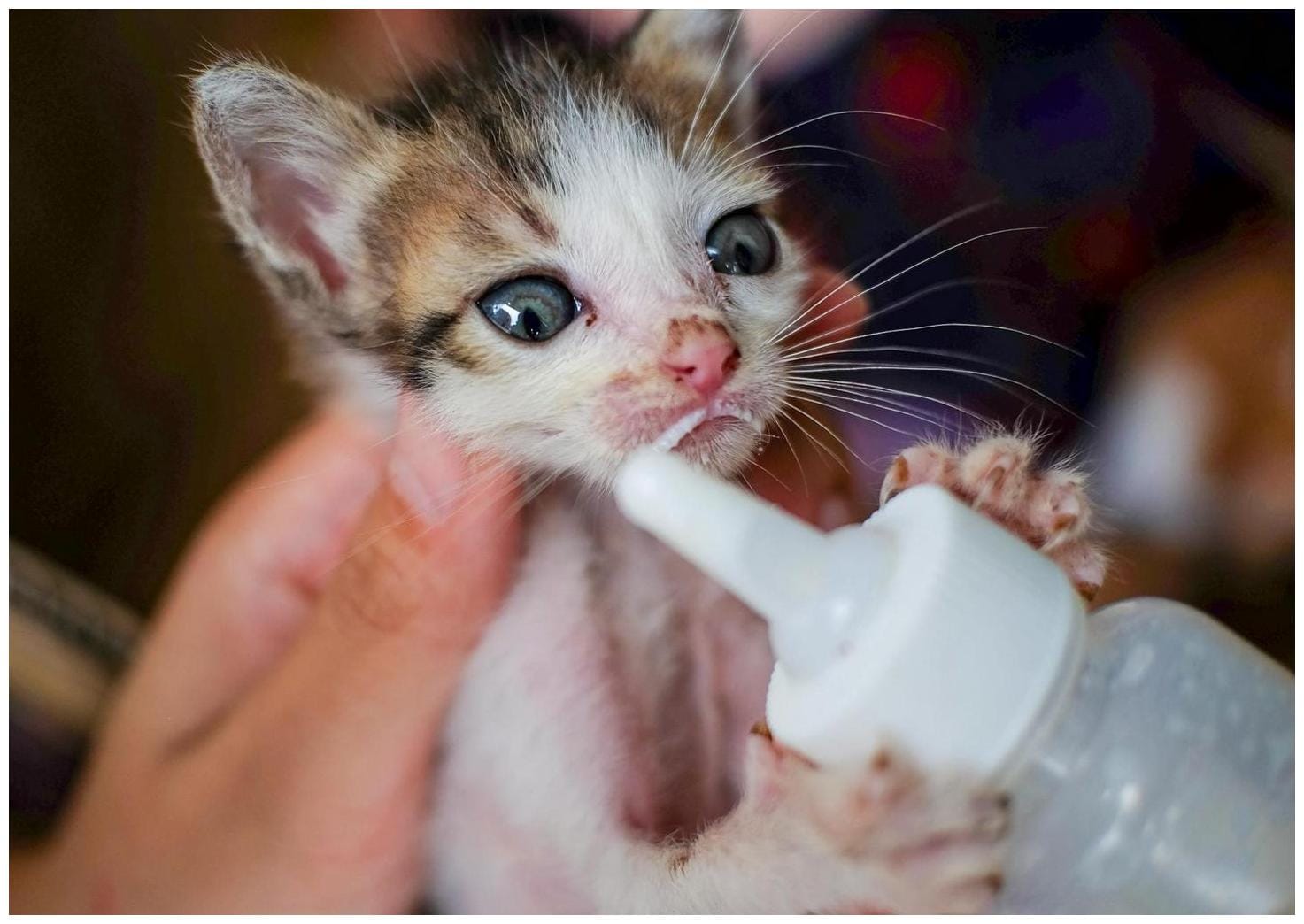 AniMeals Adoption Center in Missoula seeks cat food donations - Nonstop Local News Montana