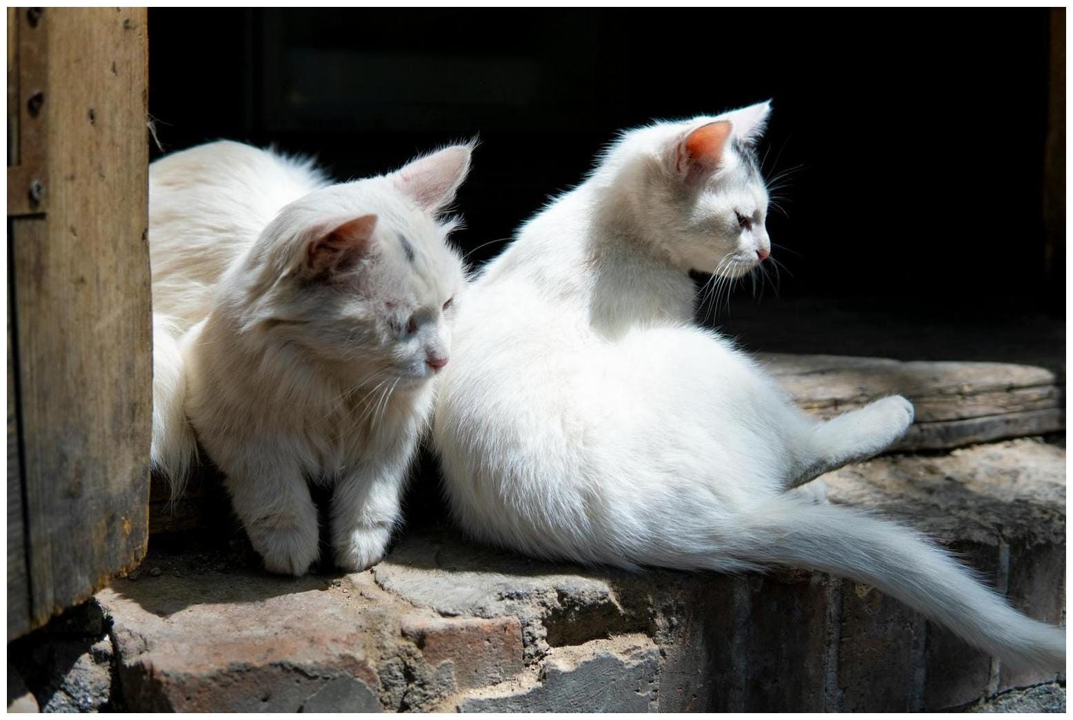 Hysterics As Cat Will Only Go Inside if ‘His Rules’ Are Followed - Newsweek