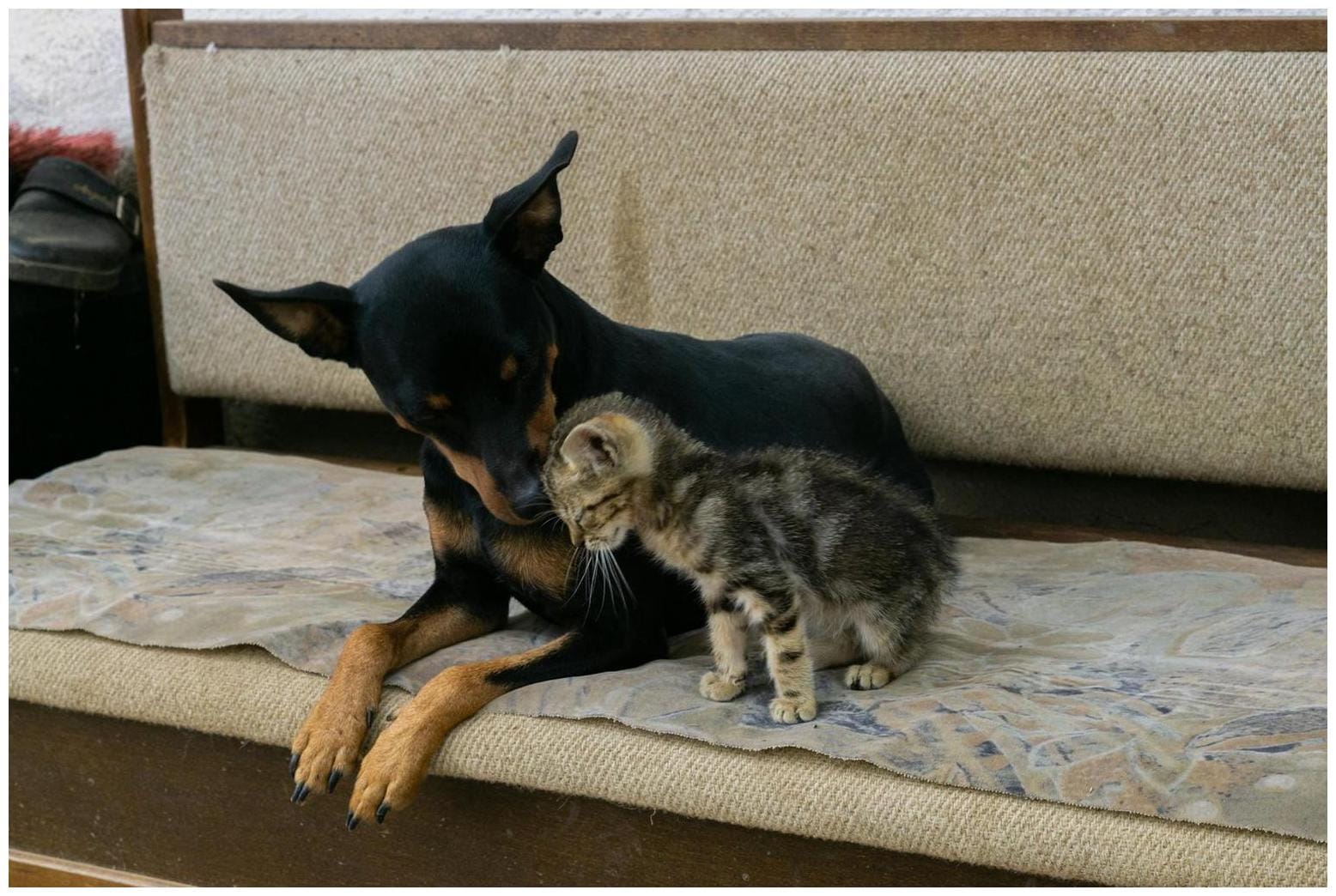 Video: Cat Goes Viral for Seriously ‘Making Biscuits’ on Dog - AOL.com