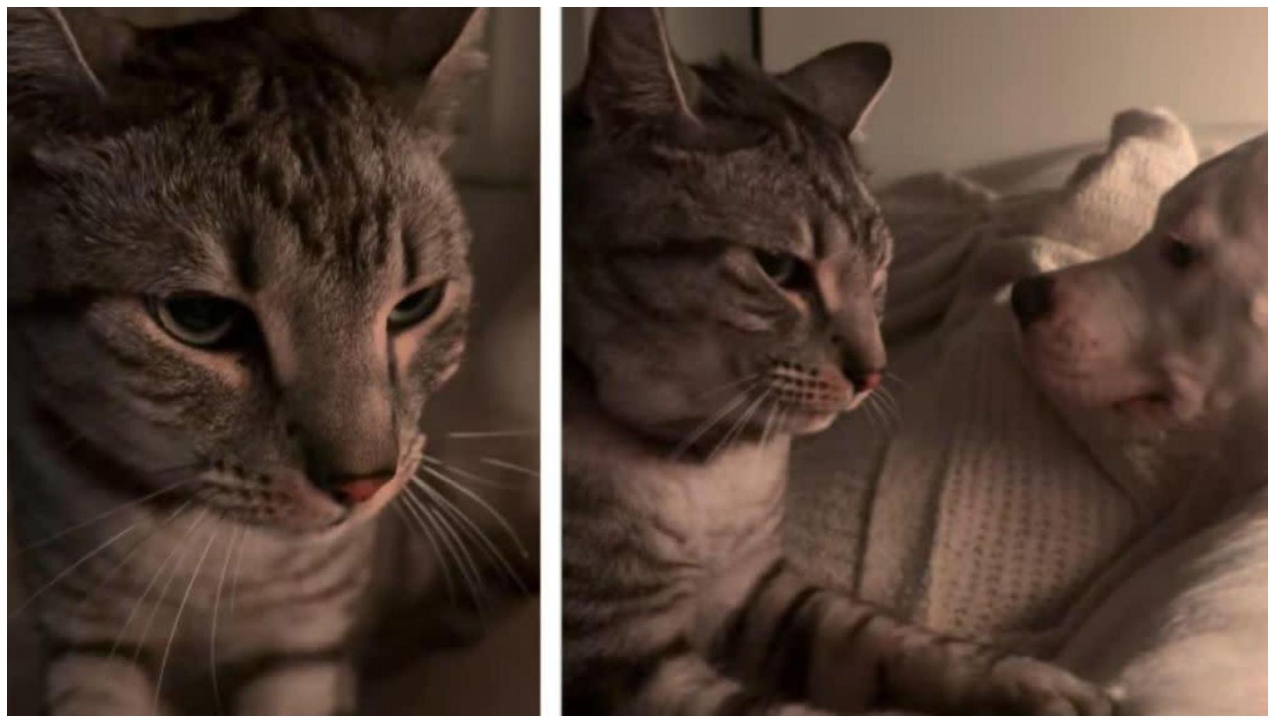 The Ultimate Guide to Cat Making Biscuits Viral: 7 Proven Tips for Modern Cat Parents