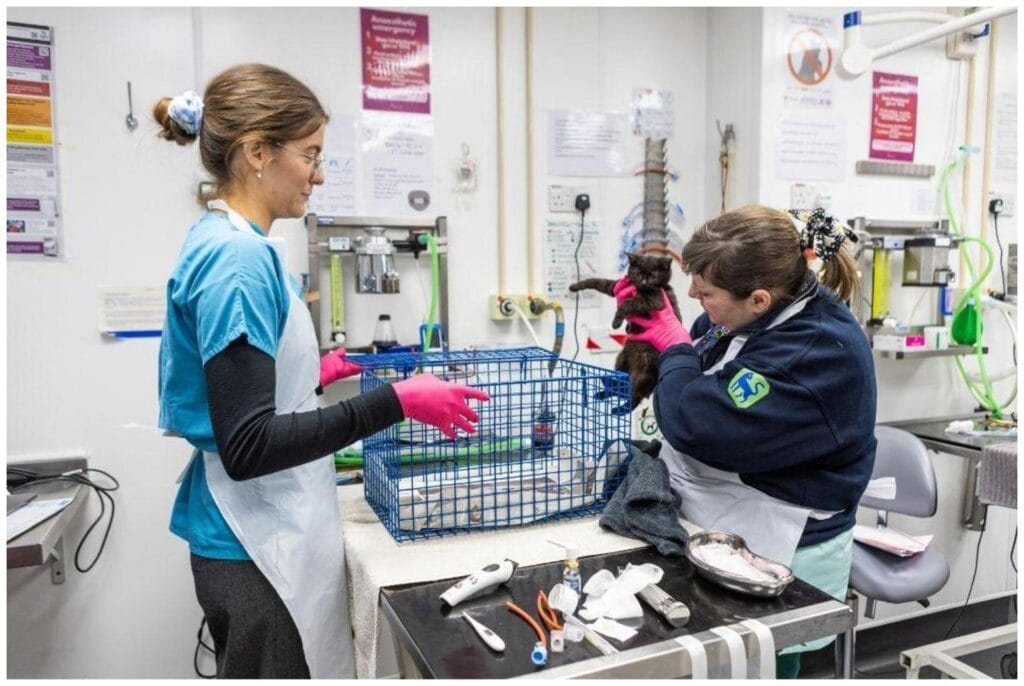 7 Essential Cat Neuter RSPCA Tips Every Owner Should Know