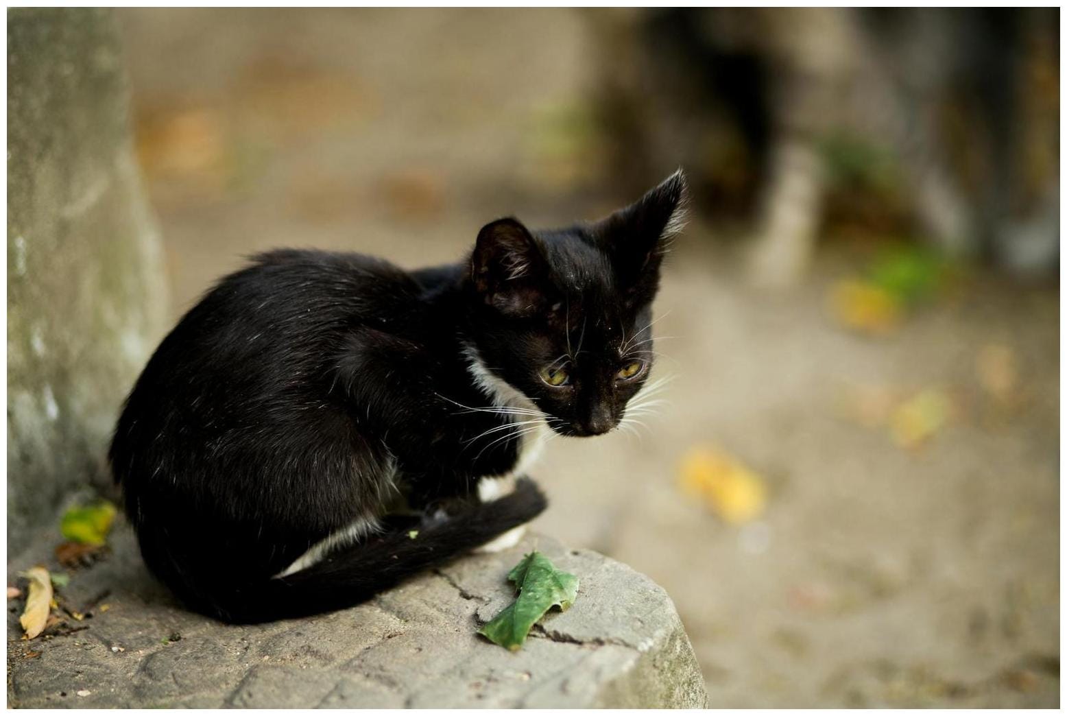The Ultimate Cat Neutering Campaign Guide: 7 Proven Tips to Tackle the Crisis
