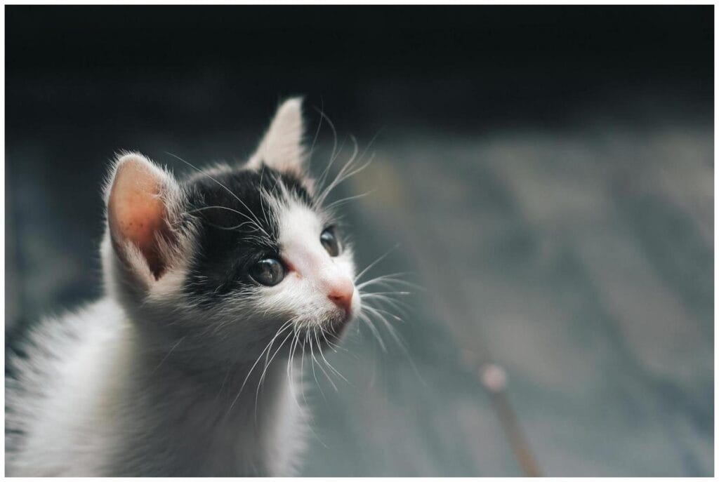 The Ultimate Cat Neutering Campaign Guide: 7 Proven Tips to Tackle the Crisis