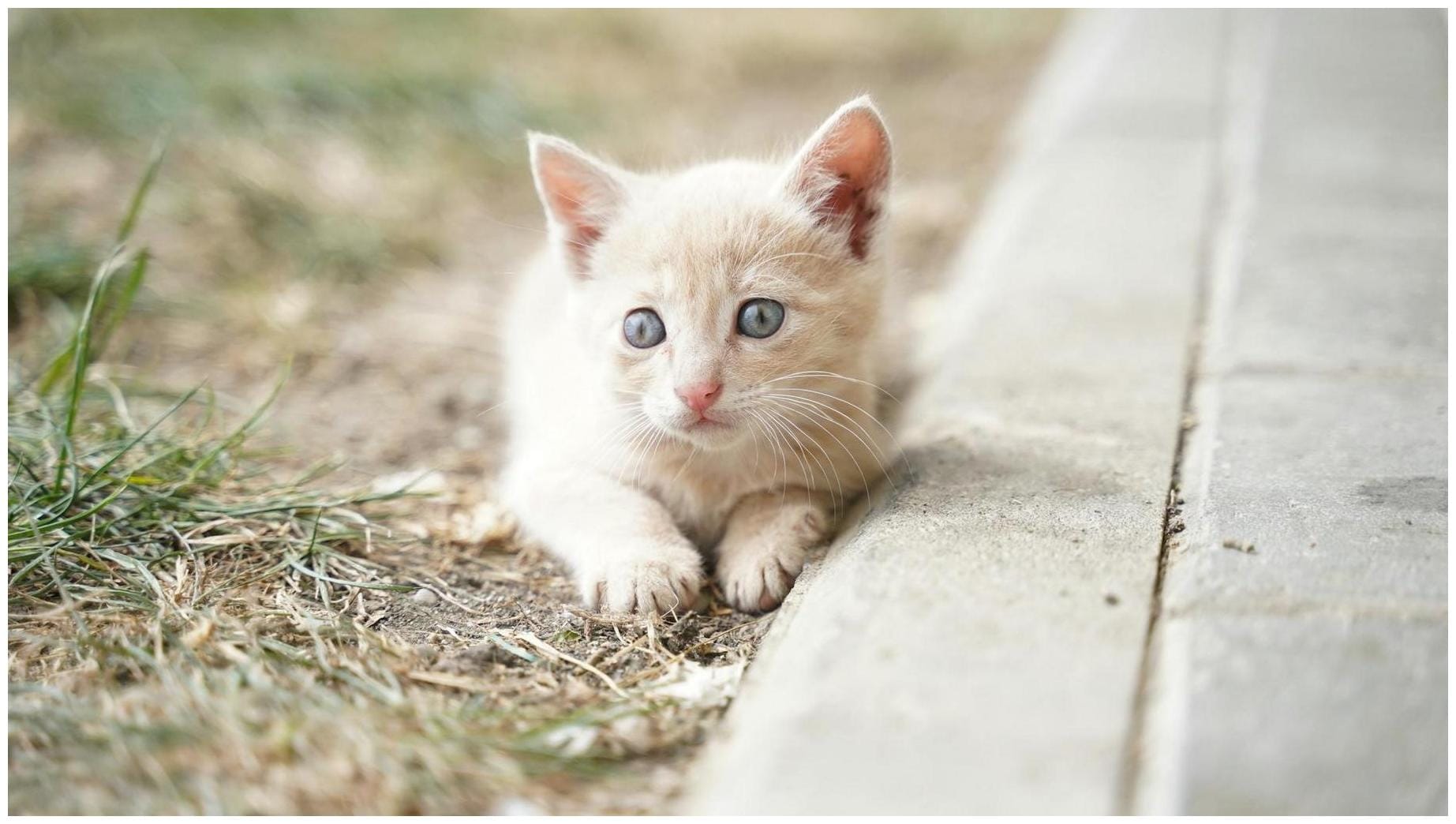 Neutering plea issued amid ‘unprecedented’ cat care need - Vet Times