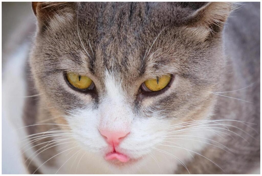 Ultimate Cat Personality Test: 7 Steps to Uncover Your Inner Cat