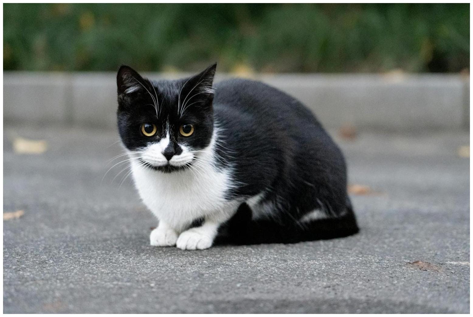 Psychology-based personality test: Wolf, cat, horse, owl or fox? The animal you choose reveals if you cra - The Times of India