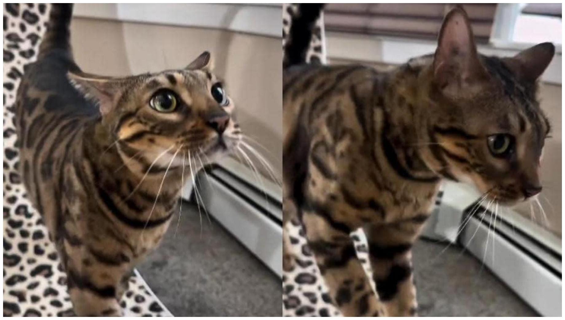 Amazing Cat Spring Paws Video: 7 Essential Insights for Pet Parents