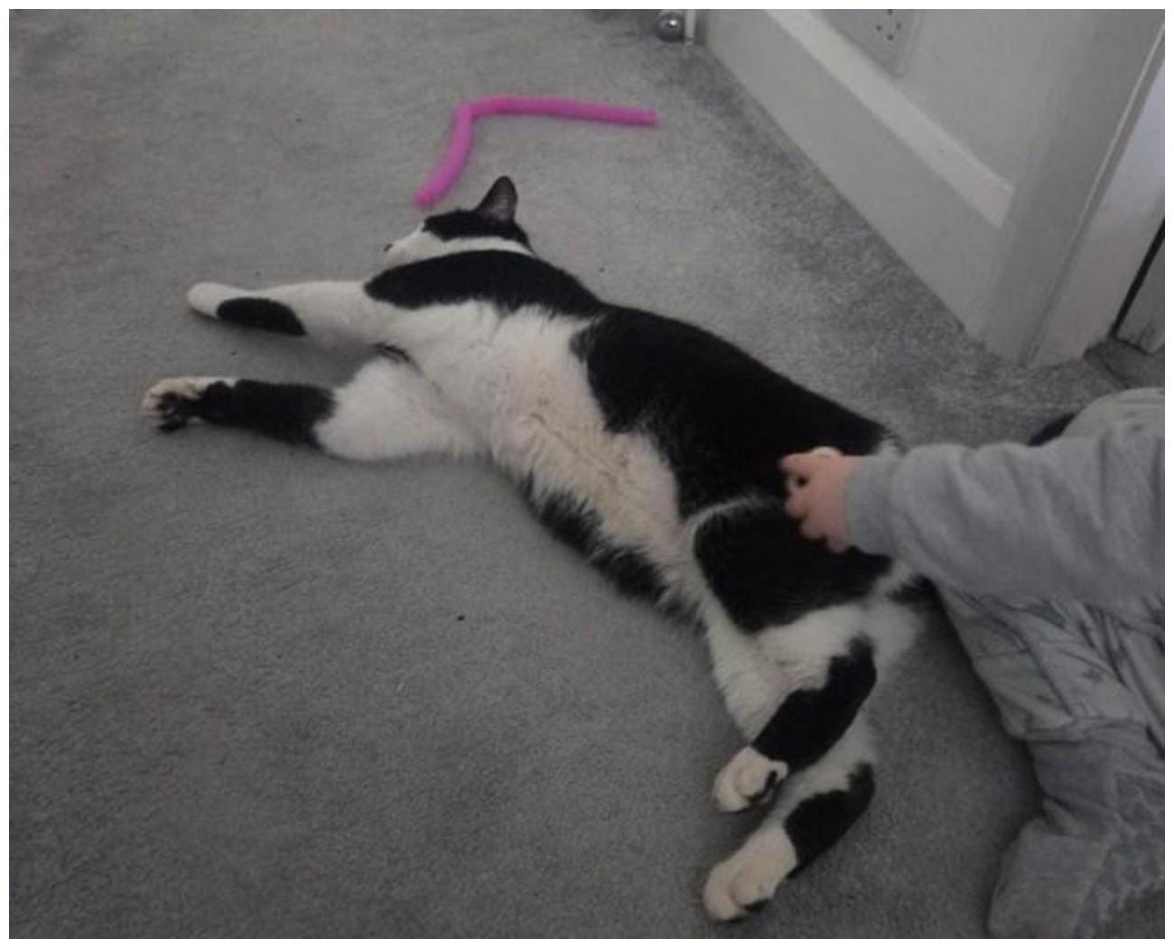 Cat Stolen Train Station: An Amazing Reunion Story & 7 Safety Lessons