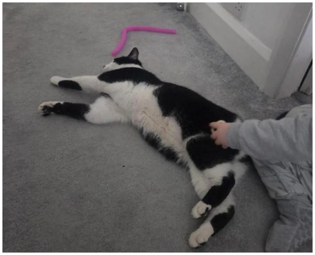 Cat Stolen Train Station: An Amazing Reunion Story & 7 Safety Lessons