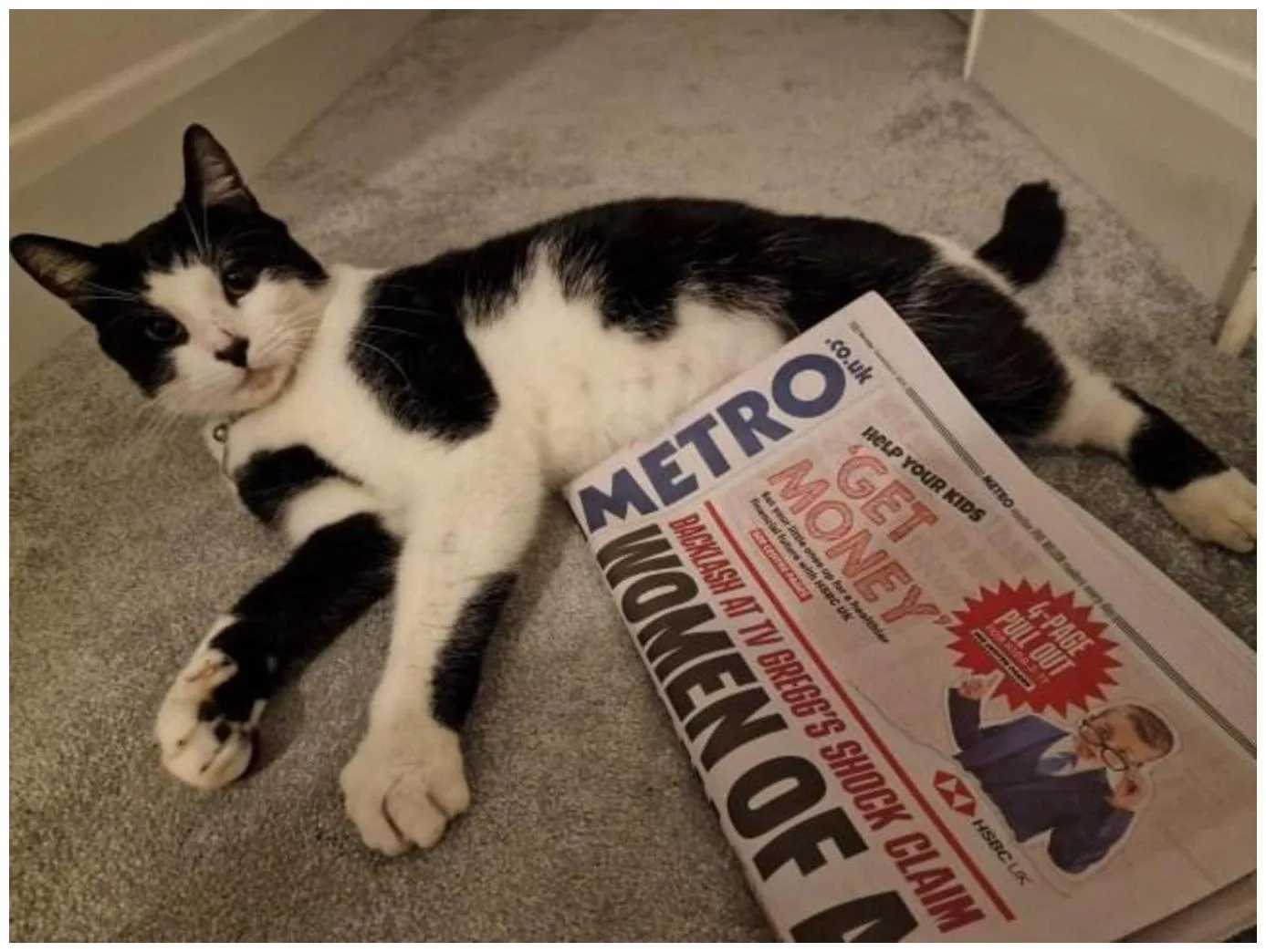 Beloved Metro cat snatched by woman at train station found safe - Metro.co.uk