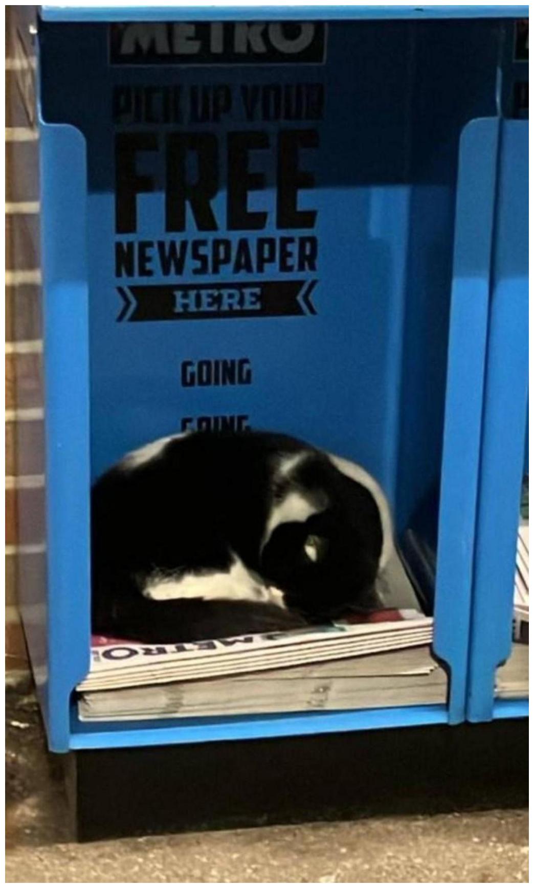 Cat Stolen Train Station: An Amazing Reunion Story & 7 Safety Lessons