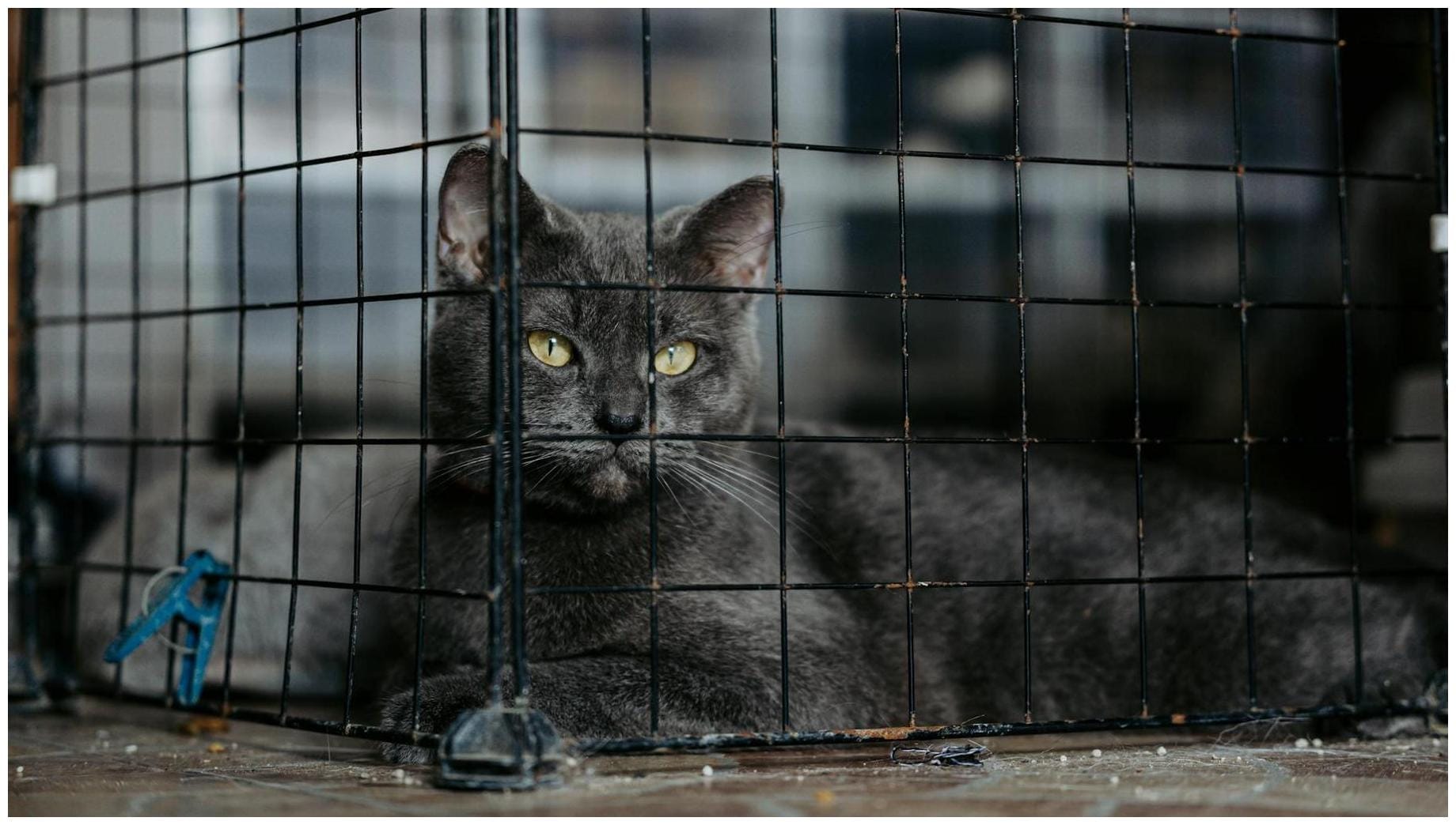 Cat Waits 2 Years To Be Adopted, Reason He Was Half Price Melts Hearts - Newsweek