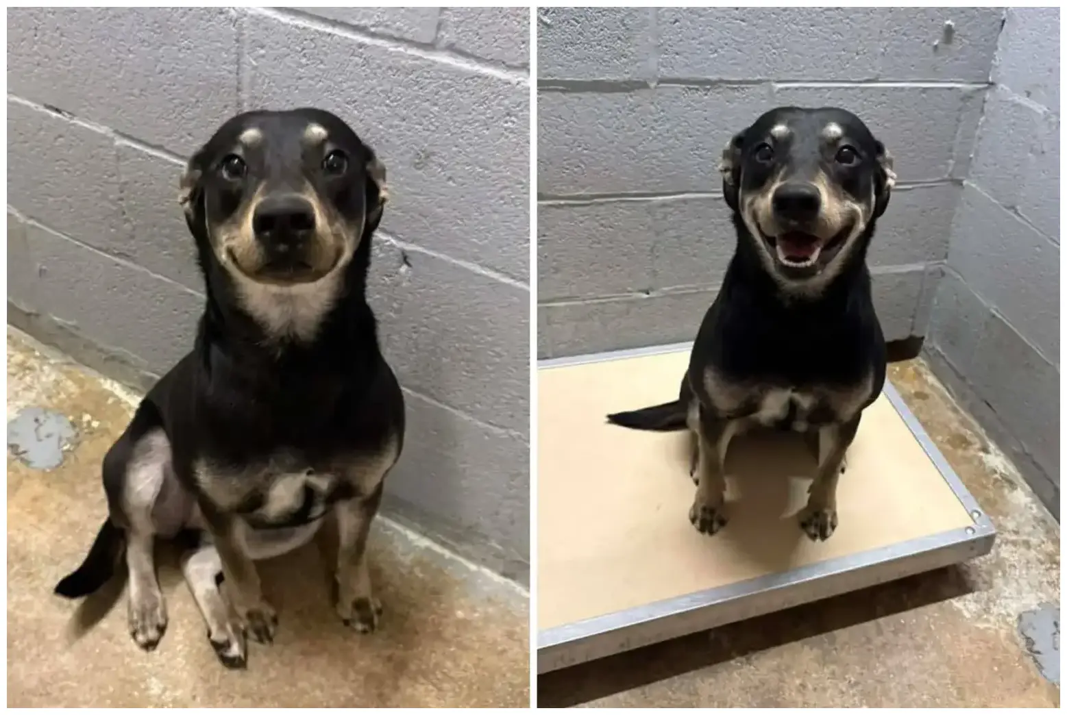 The Heartwarming Story of a Cat Who Waited 2 Years for Adoption