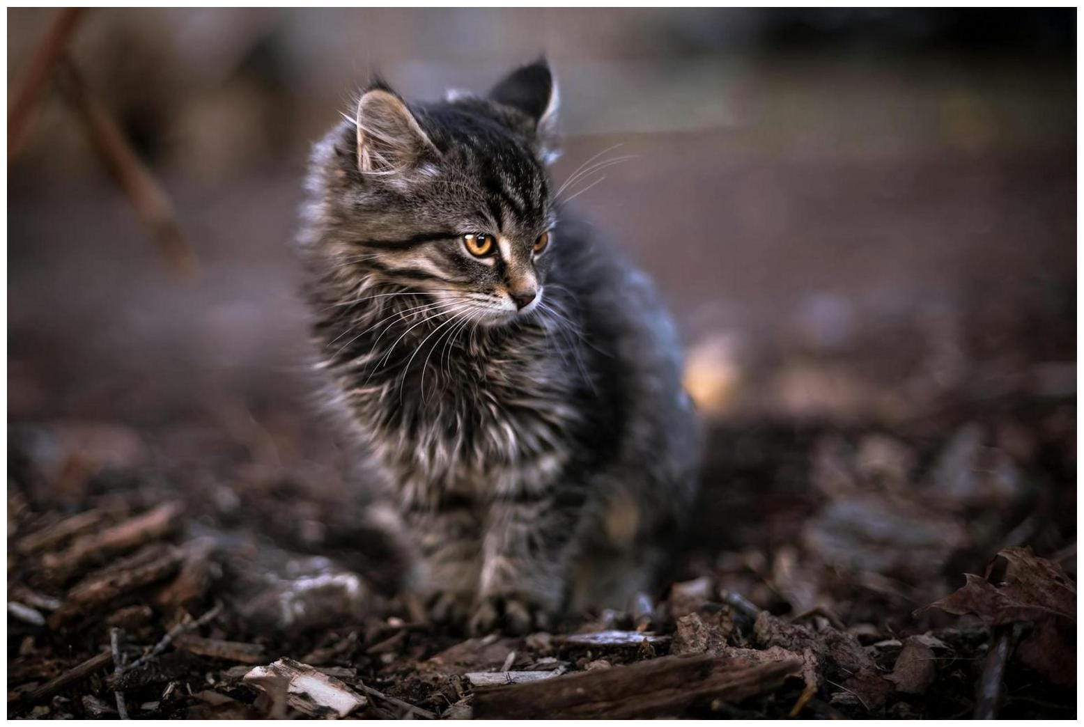 Cats Can't Stop Beefing With a Certain Drawer in Their Kitchen - AOL.com