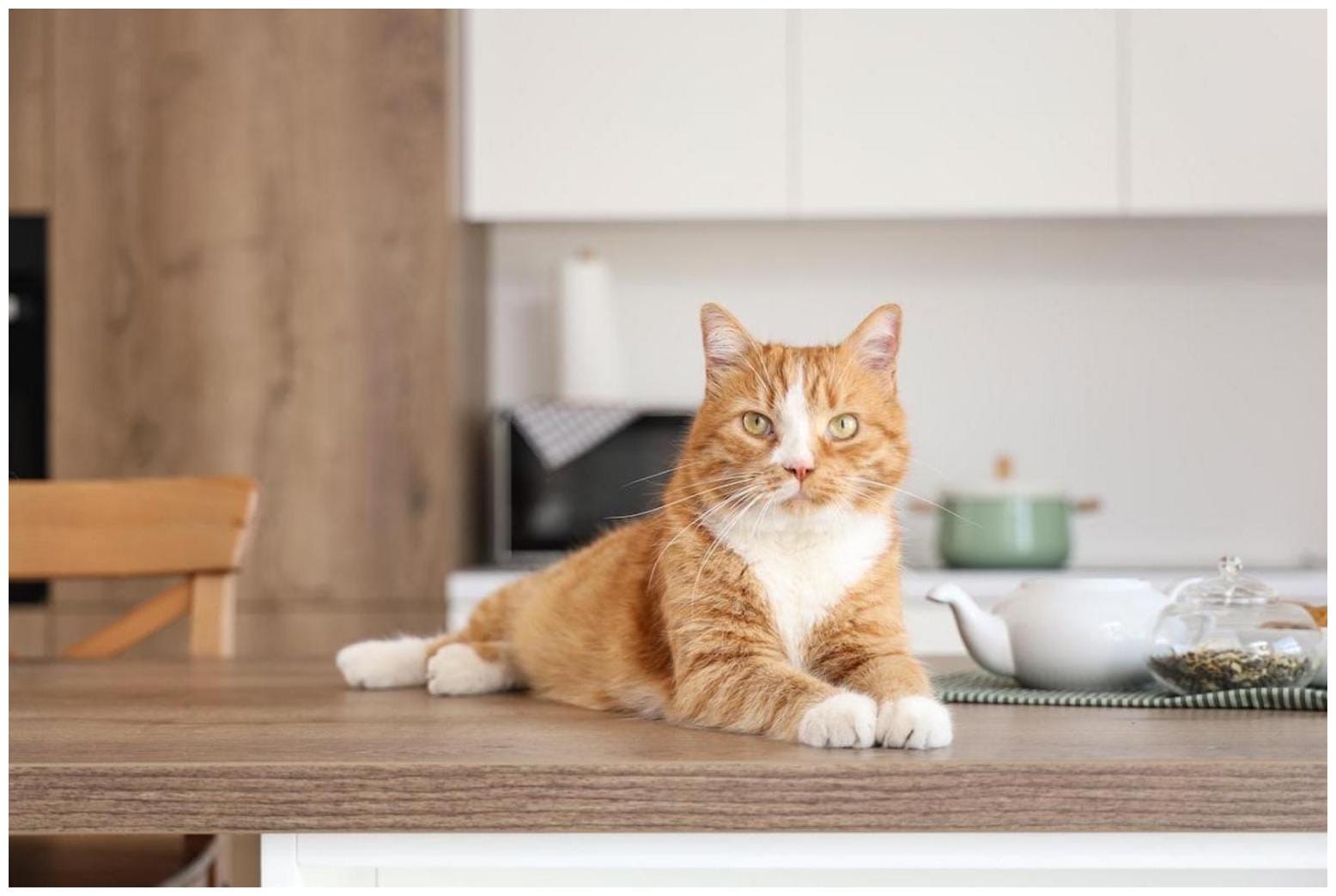 Cats Beefing Kitchen Drawer: 9 Easy Ways to End the Feline Fracas