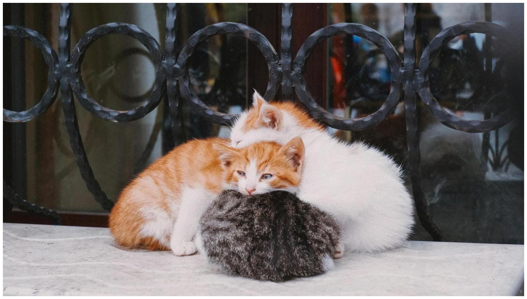 Amazing Cats Flirting Windowsill: 7 Surprising Signs of Feline Fascination