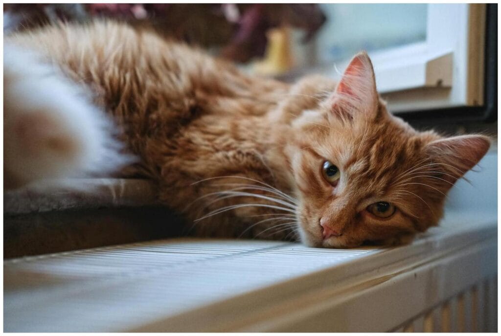 Amazing Cats Flirting Windowsill: 7 Surprising Signs of Feline Fascination