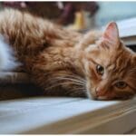 Amazing Cats Flirting Windowsill: 7 Surprising Signs of Feline Fascination