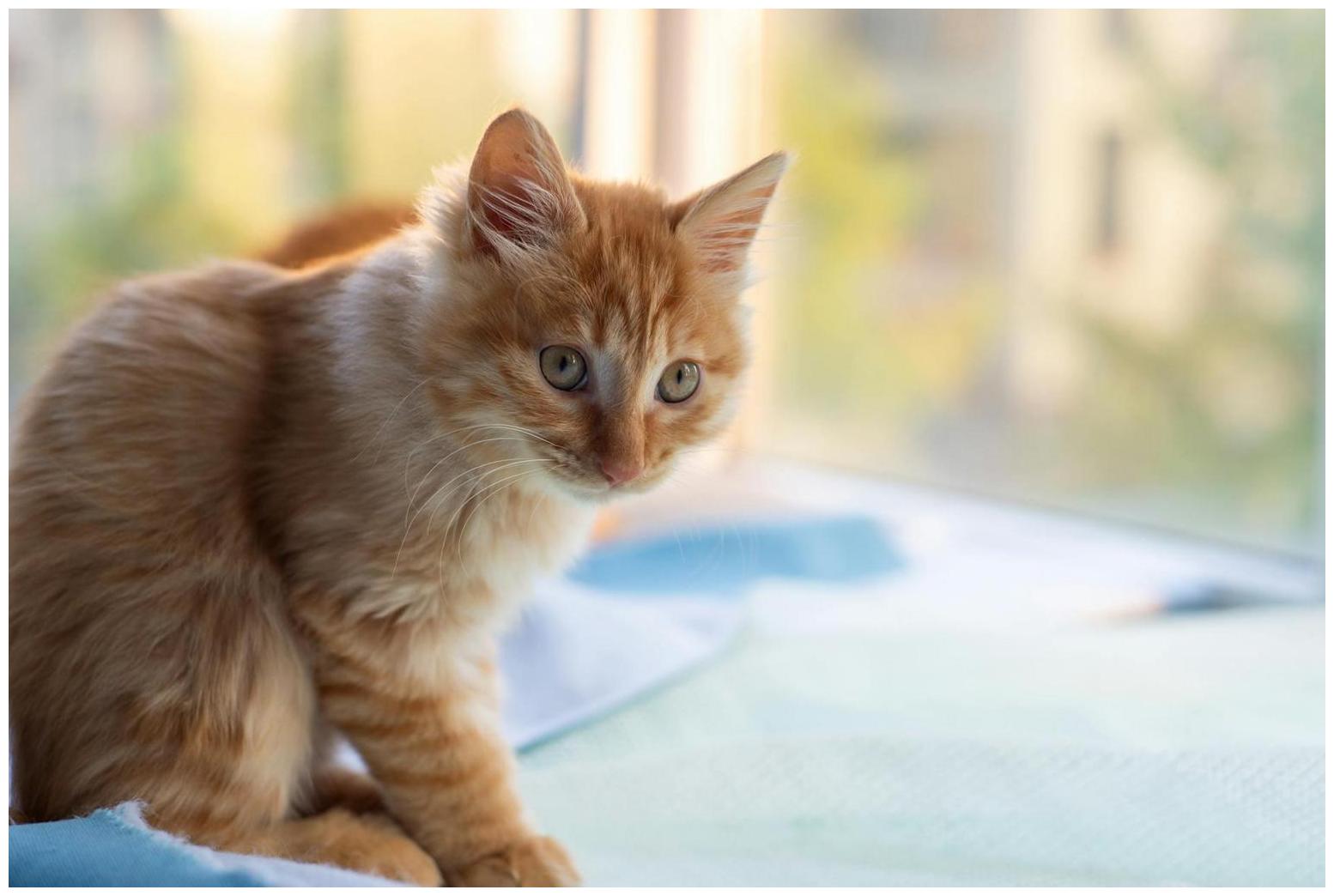 Owner Catches Flirtation Between Cats at Windowsill: ‘Red Light District’ - Newsweek