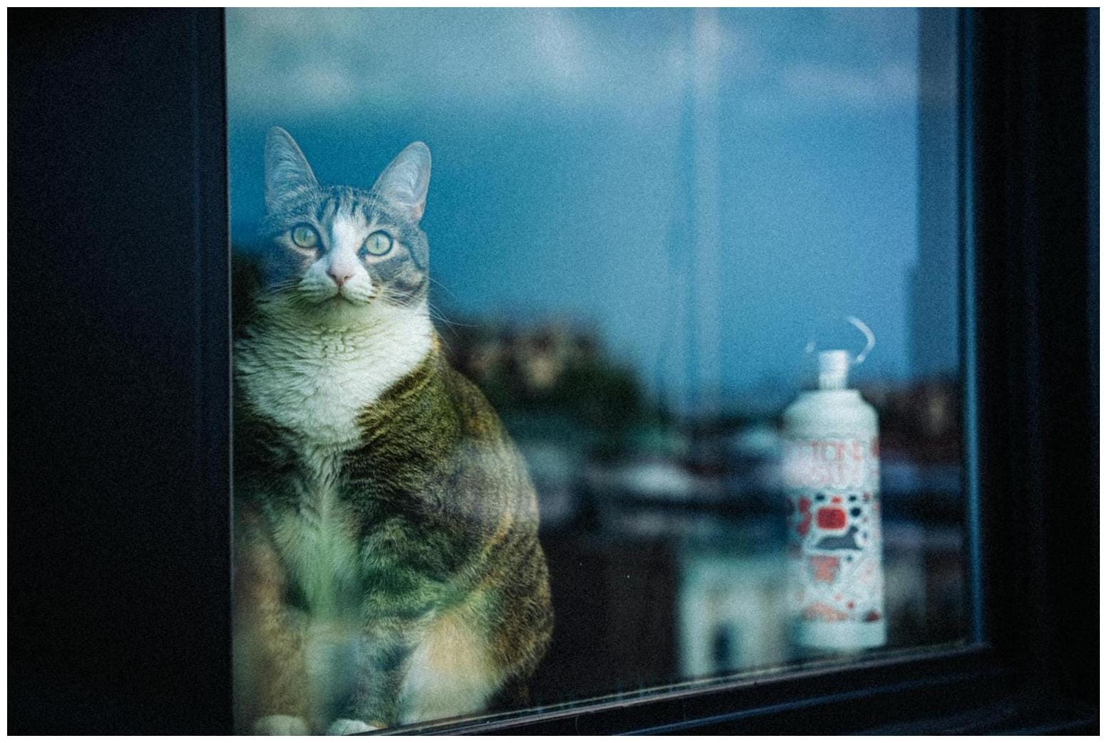 Ultimate Guide to City Cats Small Apartments: 7 Must‑Try Enrichment Tips