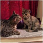 Ultimate Guide to City Cats Small Apartments: 7 Must‑Try Enrichment Tips