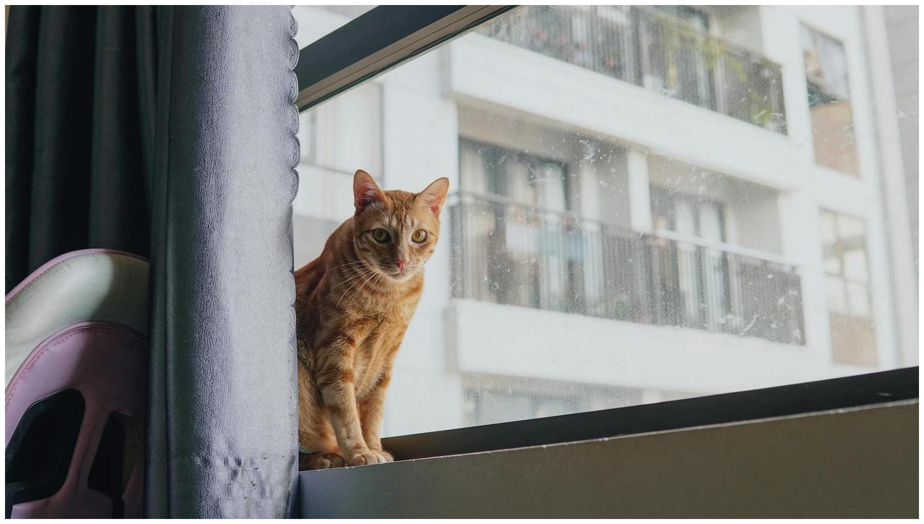 Cats in the City — Small Apartments, Big Personalities, Zero Space - W42ST