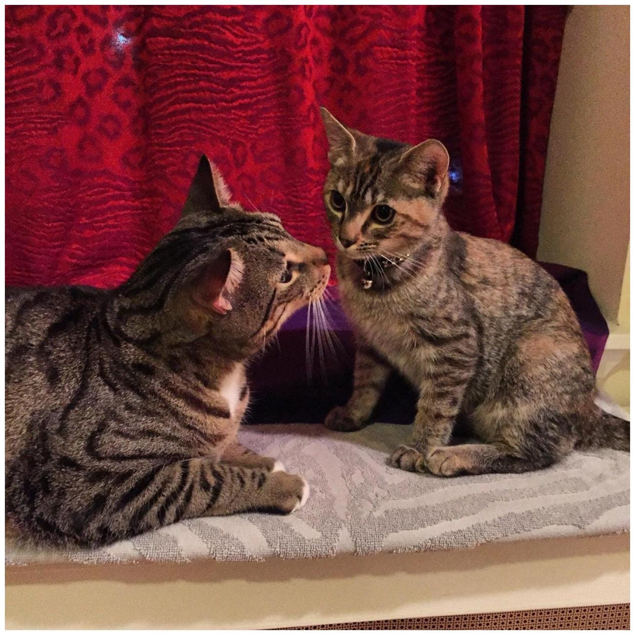 Ultimate Guide to City Cats Small Apartments: 7 Must‑Try Enrichment Tips