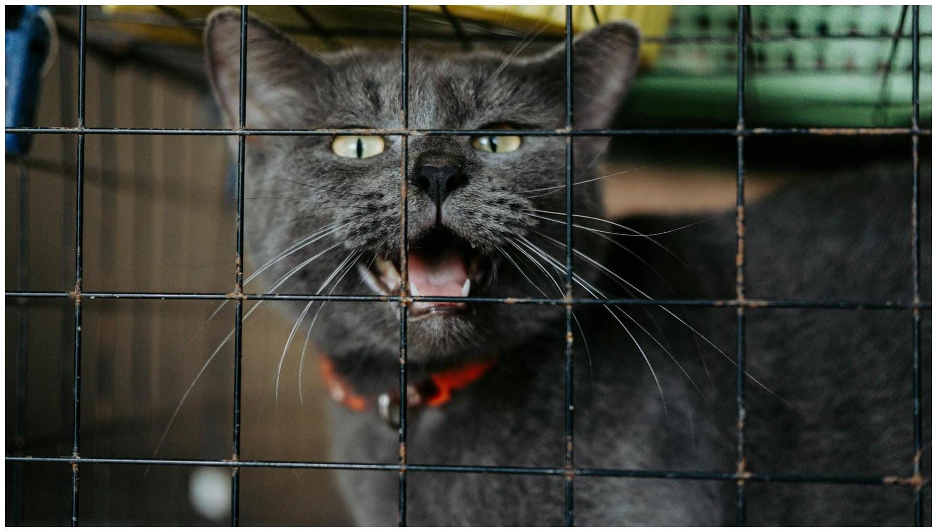 The Ultimate Desert Cat Rescue Cat of the Week Guide with 7 Proven Tips