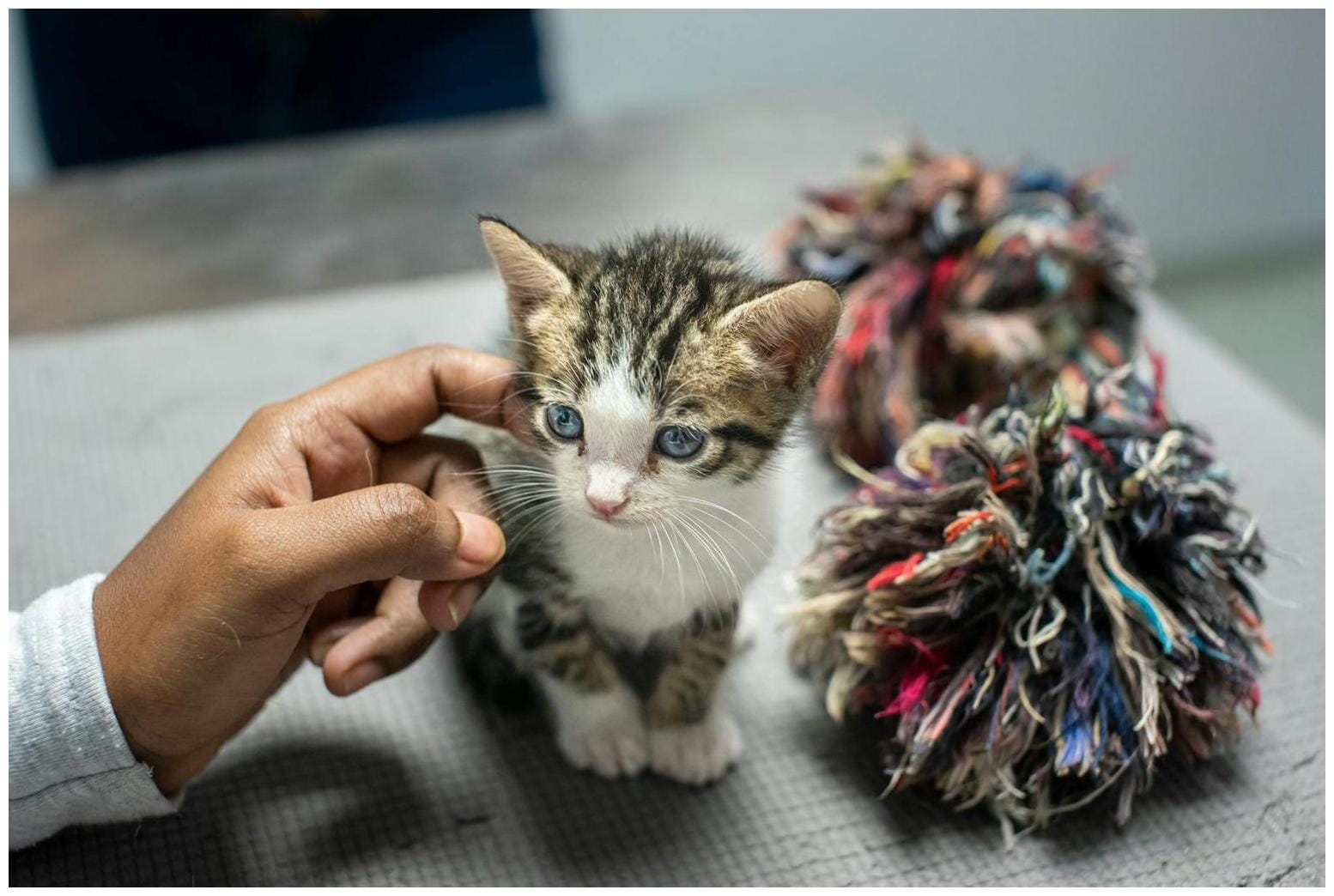 Desert Cat Rescue Cat of the Week - Eastern Arizona Courier