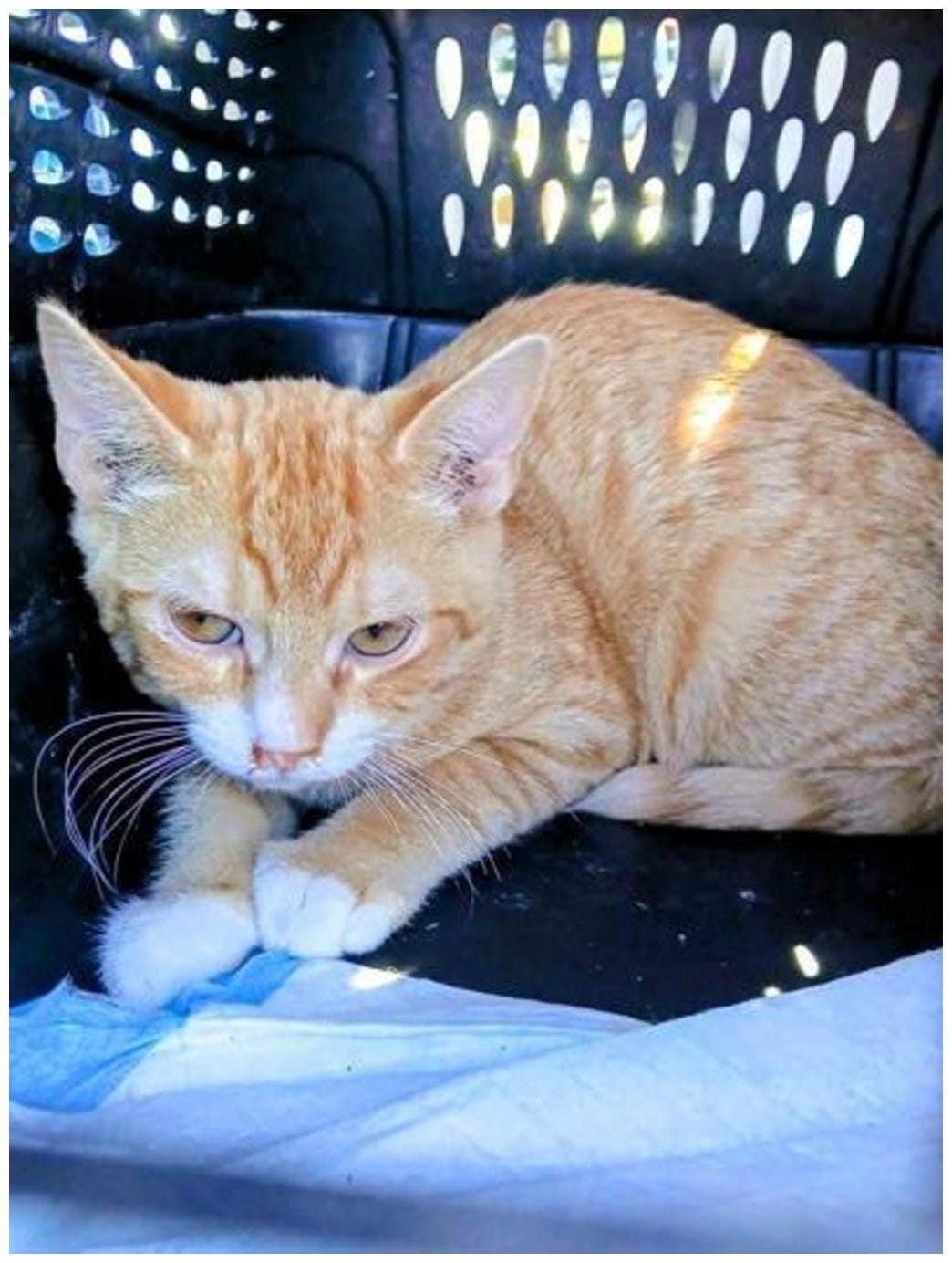 The Ultimate Desert Cat Rescue Cat of the Week Guide with 7 Proven Tips