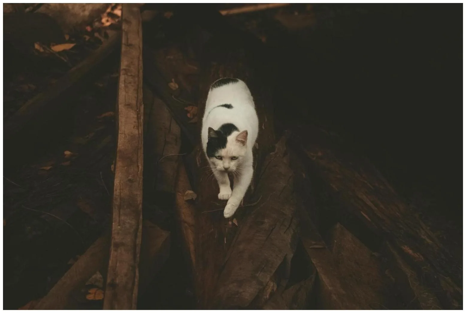 The Complete DTLA Cat Rescue Guide: 7 Essential Ways to Help