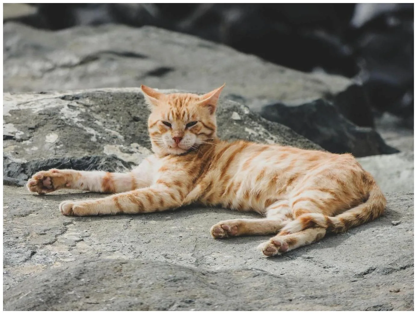 DTLA Cat Friends: Mission: Group on mission to reduce suffering, overpopulation of outdoor cats - Los Angeles Downtown News